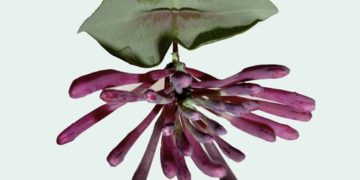 Rosemarie Trockel: A Cosmos / NEW MUSEUM, New York