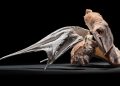 Ray Chen Ceramics