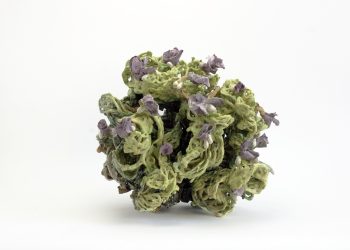 Susan Collett Ceramics