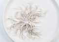 Julia Morlot Ceramics