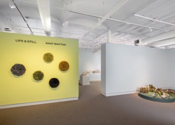 Anat Shiftan: Life & Still at Zillman Art Museum, Bangor