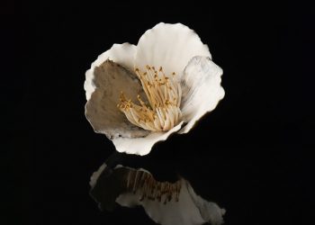 Shingu Sayaka ceramics